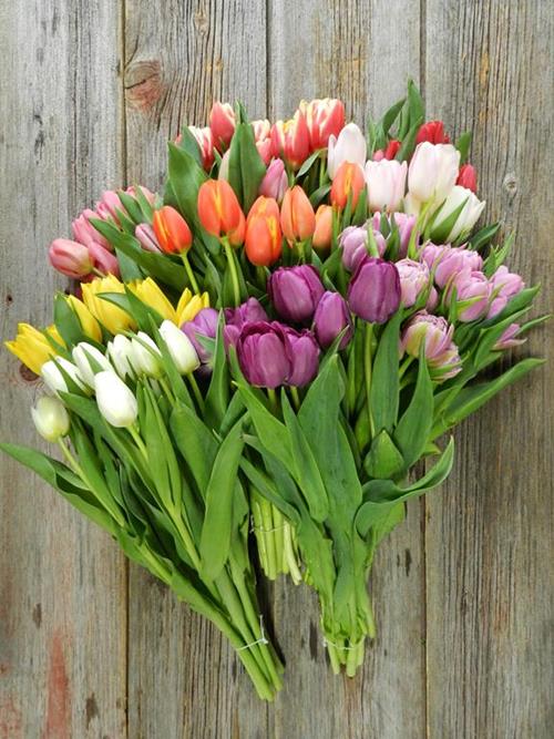 ASSORTED GREENHOUSE TULIPS